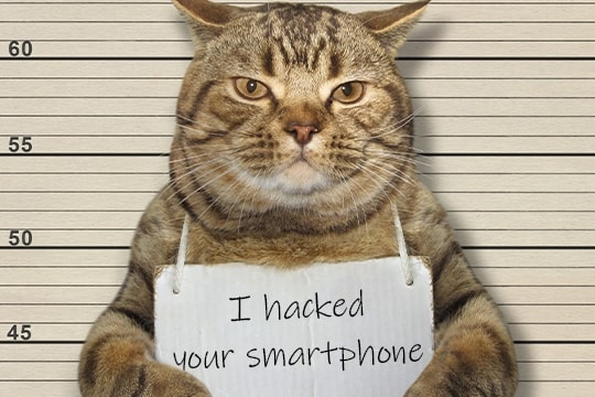 Katze, die ein Handy gehackt hat