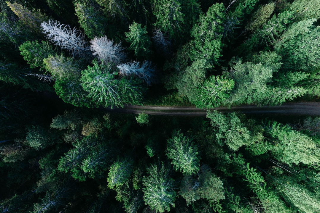 Refurbed Regulatory Update 1 - Bild - Ein Weg durch den Wald